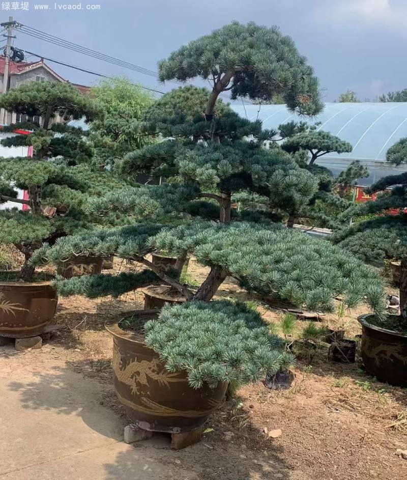 大阪松盆栽盆景造型