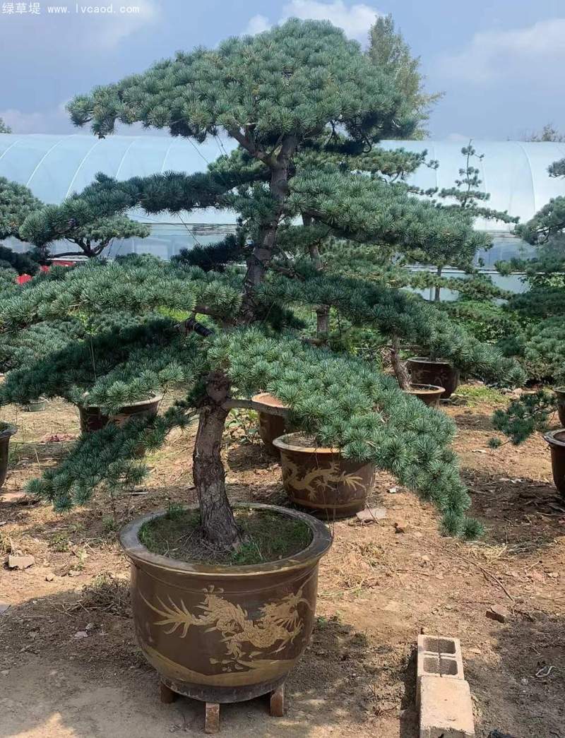 大阪松盆栽盆景造型