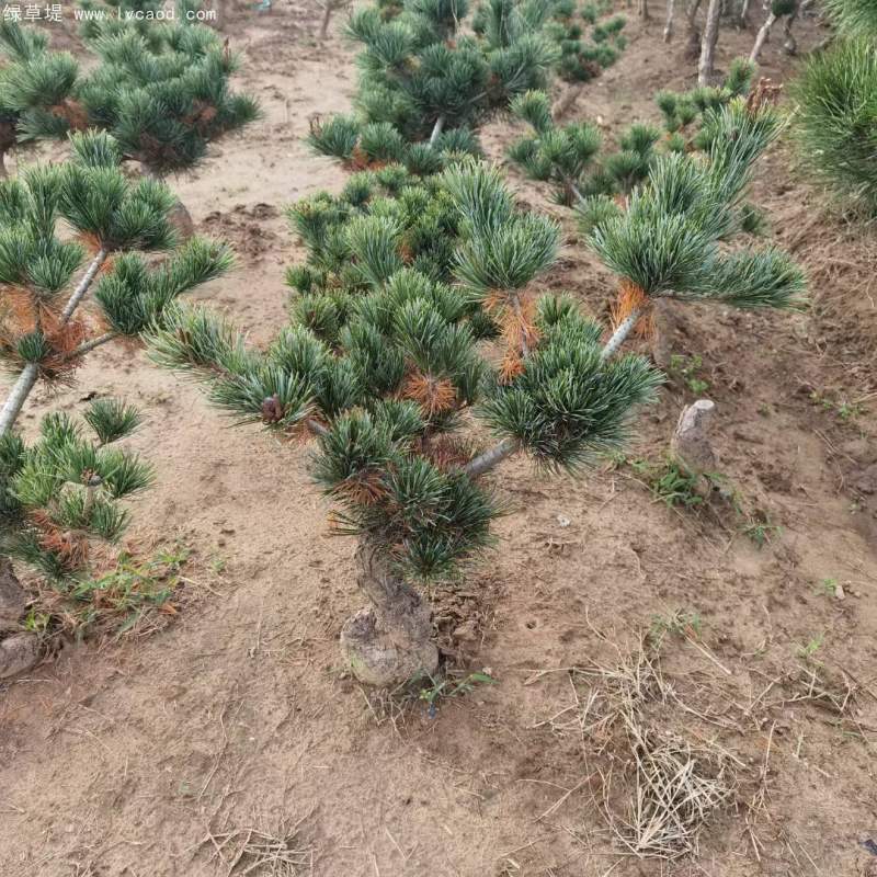 大阪松盆栽盆景造型