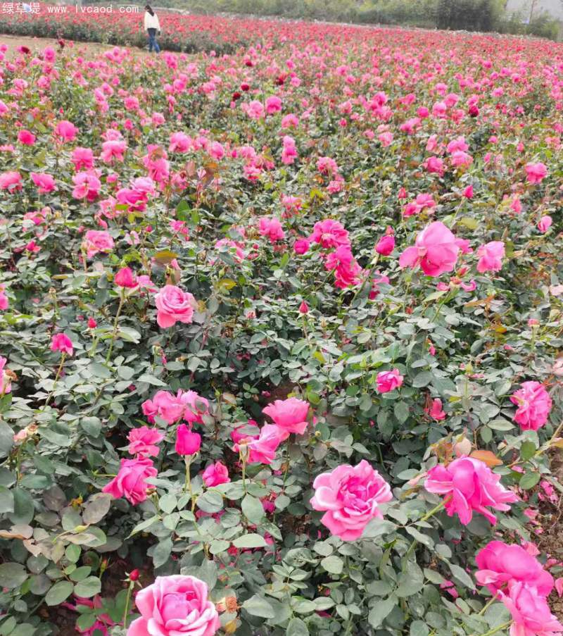 大花月季杯苗袋苗容器苗