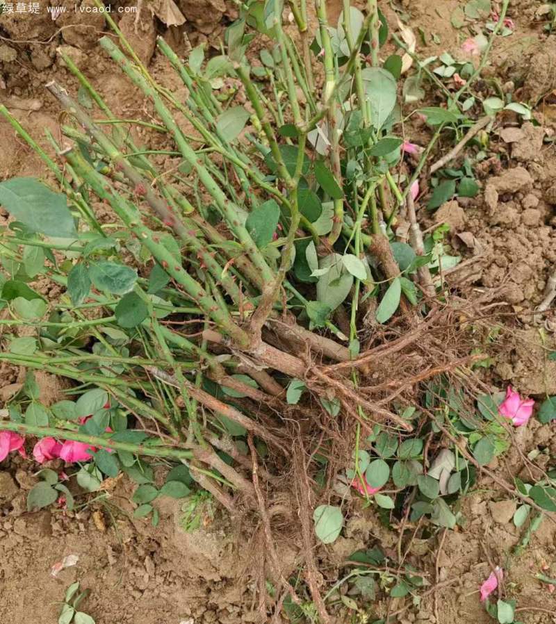 大花月季裸根苗大田苗