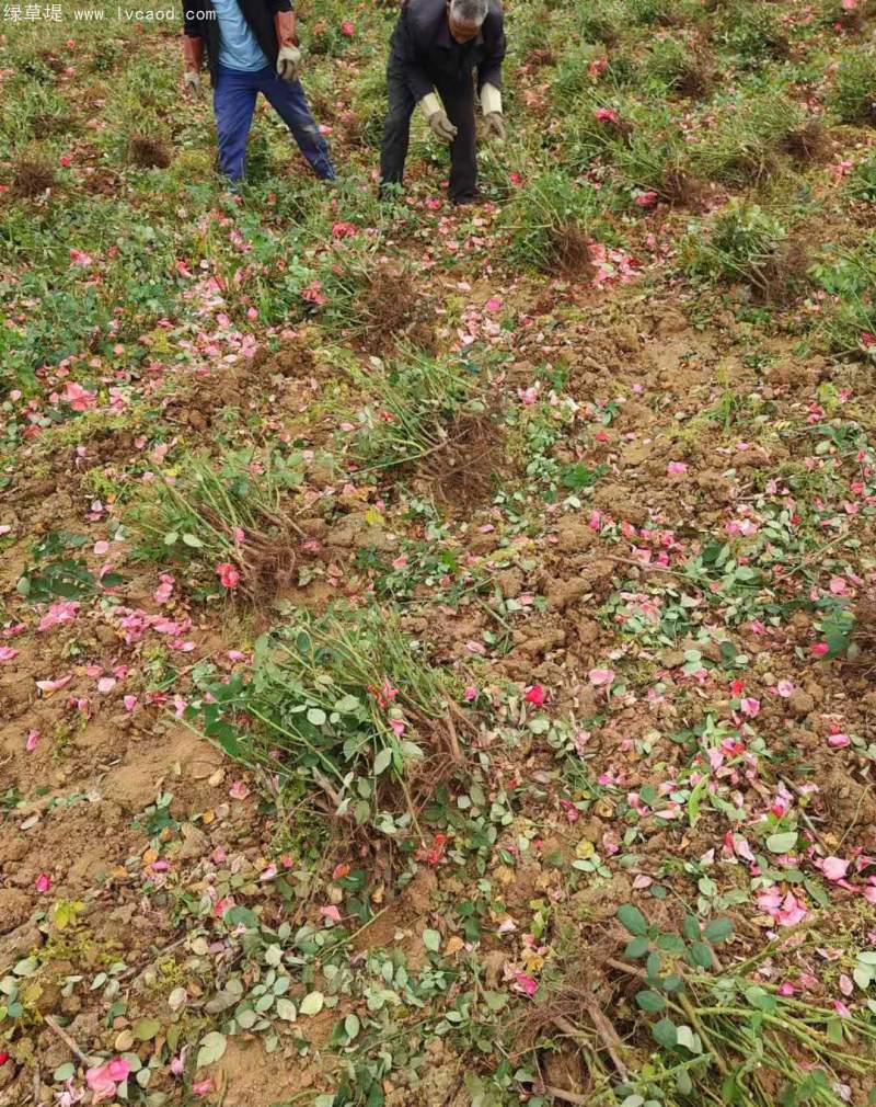 大花月季裸根苗大田苗