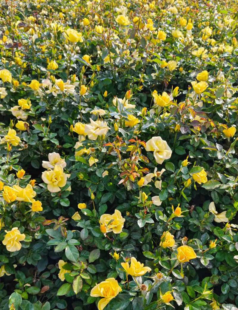 大花月季裸根苗大田苗