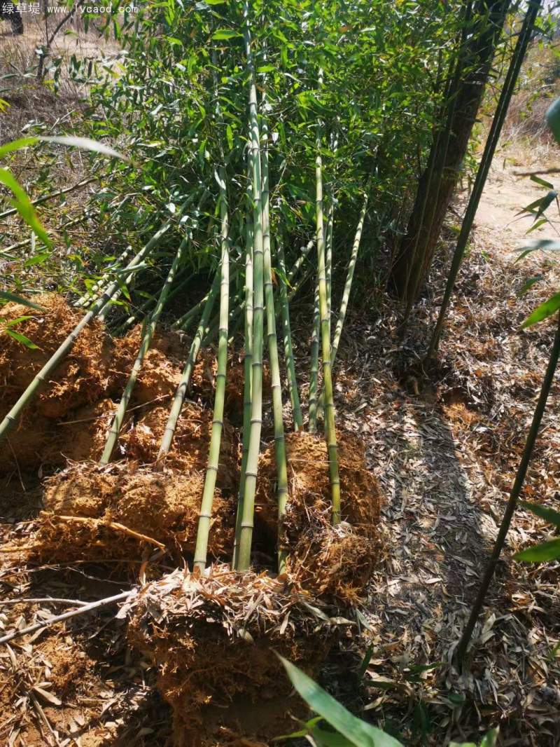 青竹苗綠竹苗