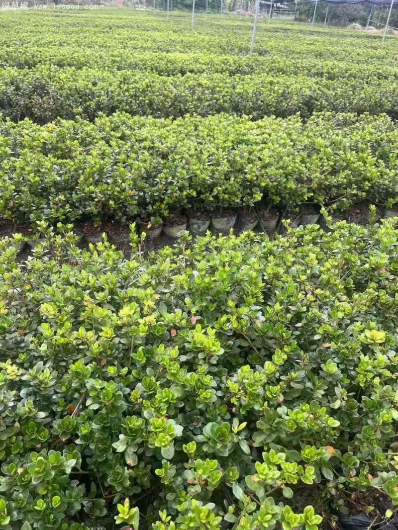 夏季開花的杜鵑花杜鵑苗