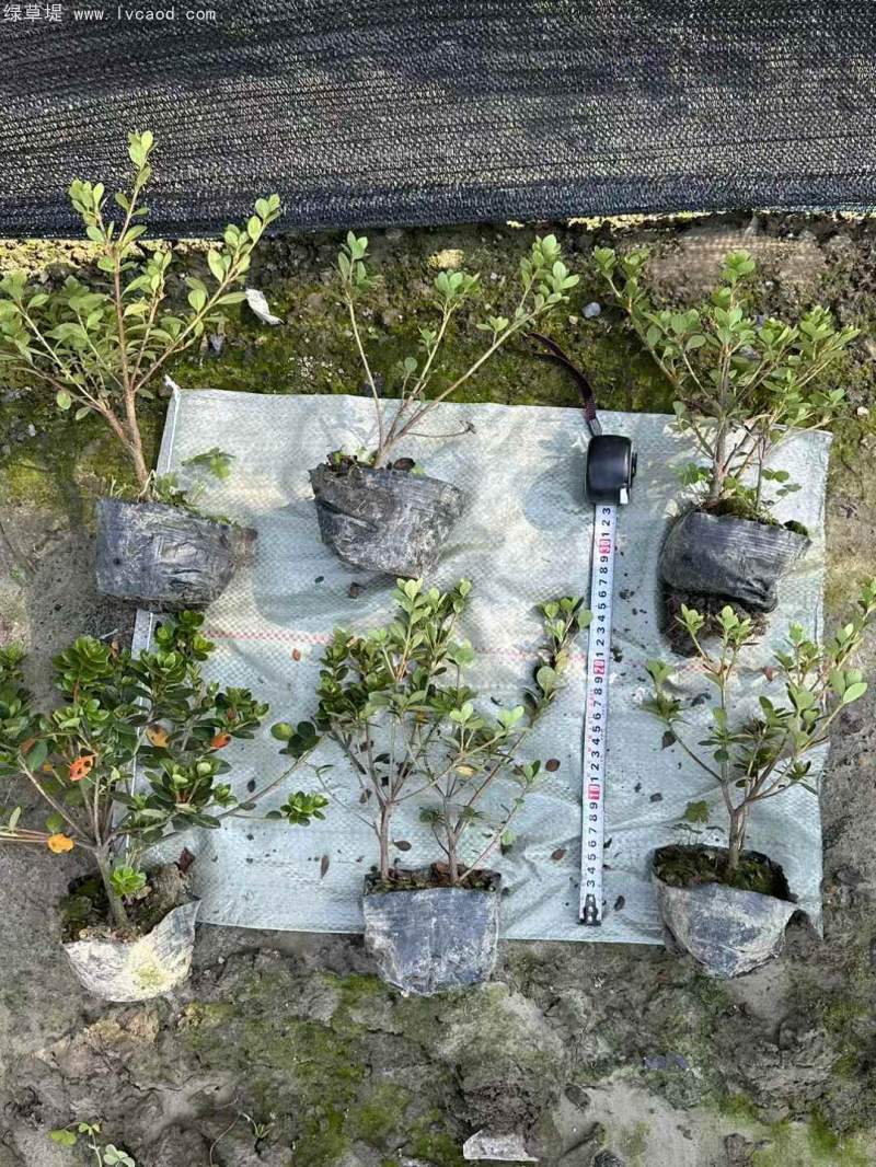 夏鵑杜鵑花杜鵑苗