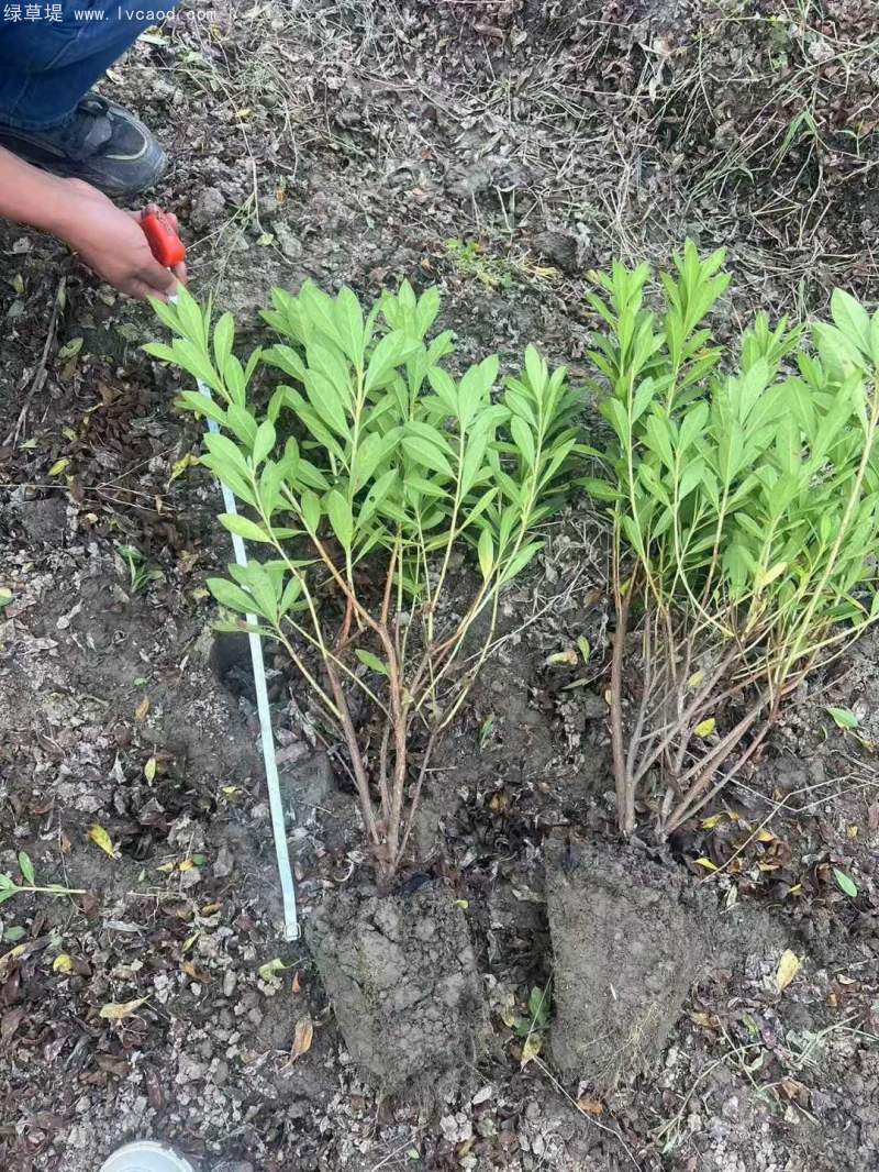 毛杜鵑花杜鵑苗