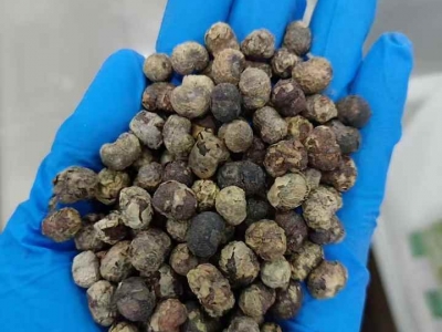 棕櫚樹(shù)種子