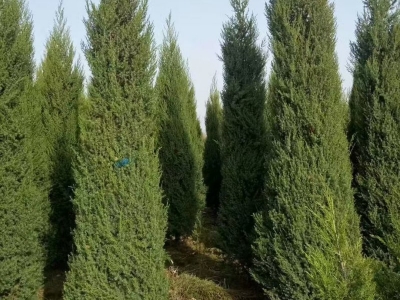 鉛筆柏圖片鉛筆柏基地實(shí)拍