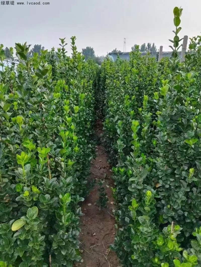 北海道黃楊種植苗圃基地