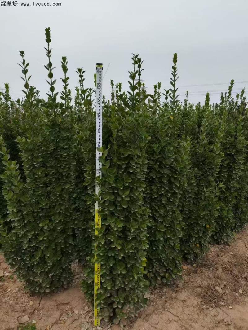 北海道黃楊種植苗圃基地