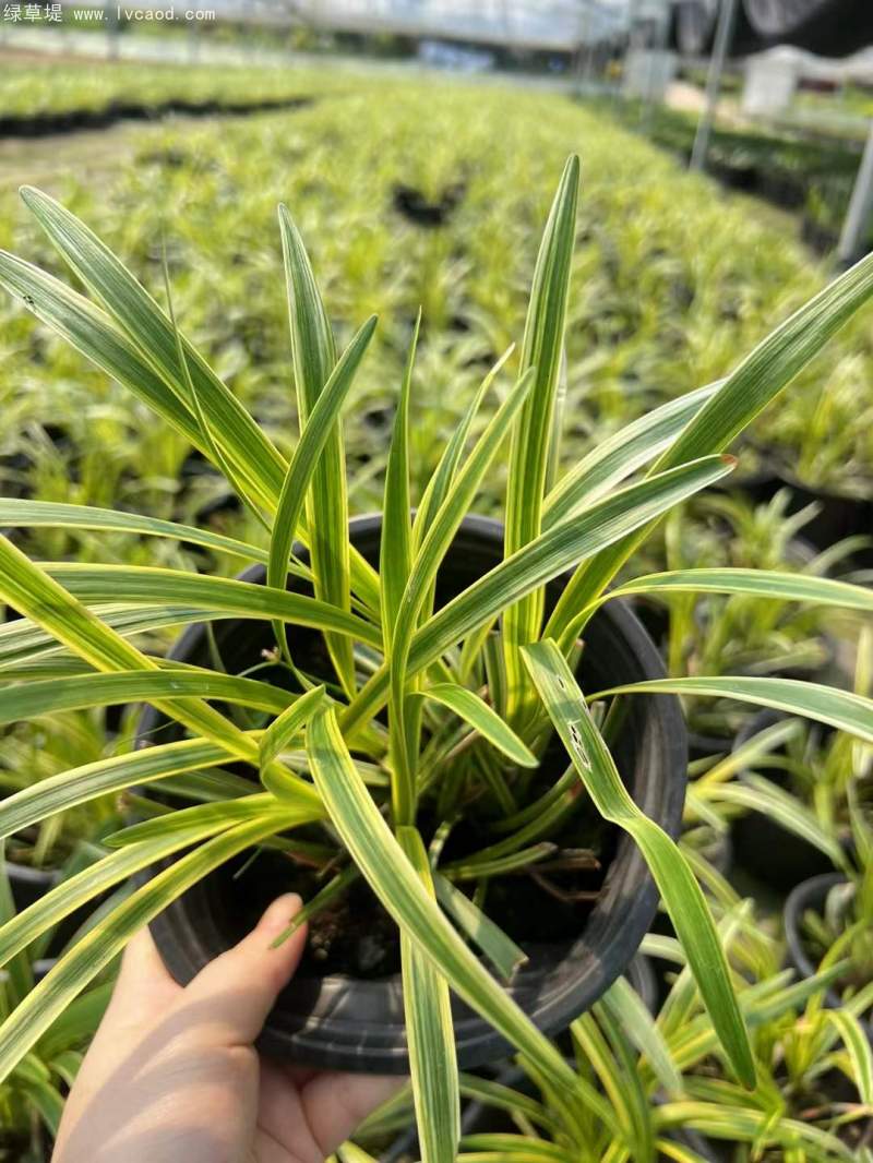 金邊麥冬草杯苗容器苗盆栽