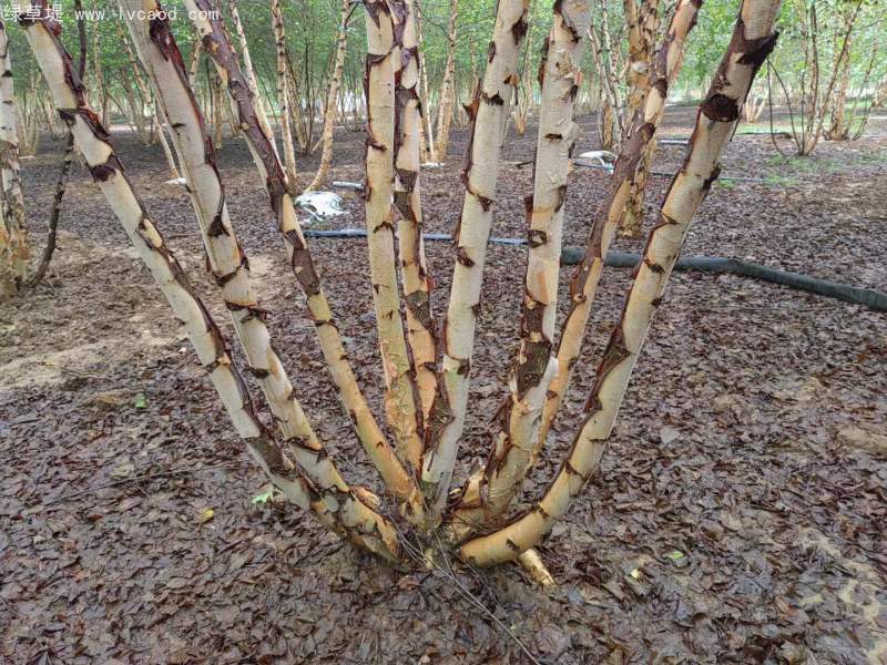 白樺樹叢生落葉大喬木