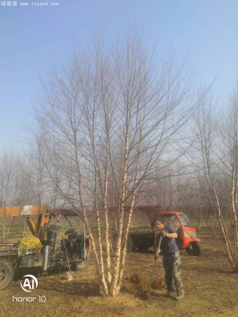 白樺樹叢生落葉大喬木