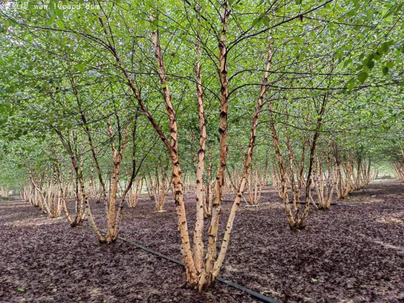 白樺樹叢生落葉大喬木