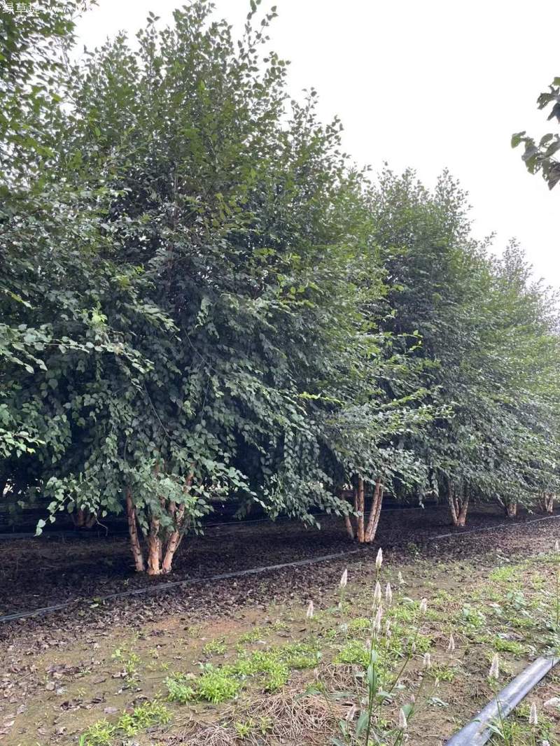 白樺樹叢生落葉大喬木