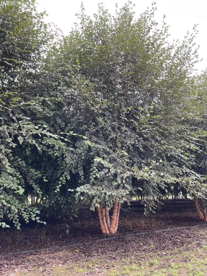 白樺樹叢生落葉大喬木