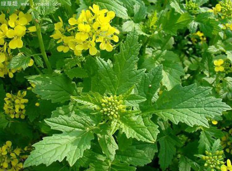 白芥芥子植株的葉子