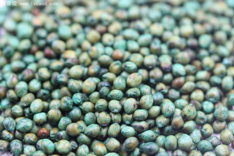 飼用甜高粱牧草種子