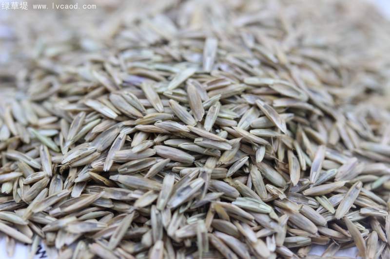 飼用黑麥草種子