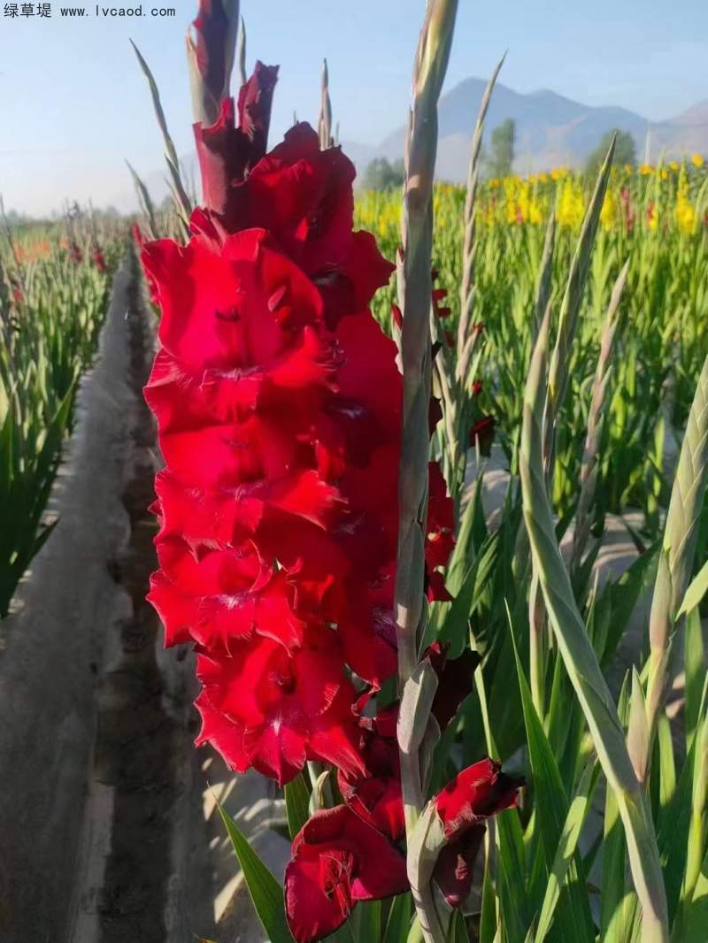紅色劍蘭