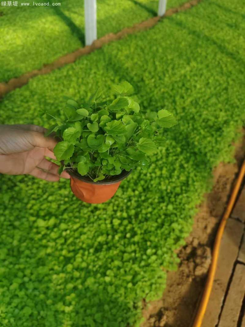 二月蘭盆栽苗容器苗杯苗