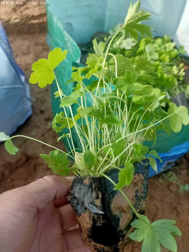 飛燕草杯苗盆栽容器苗