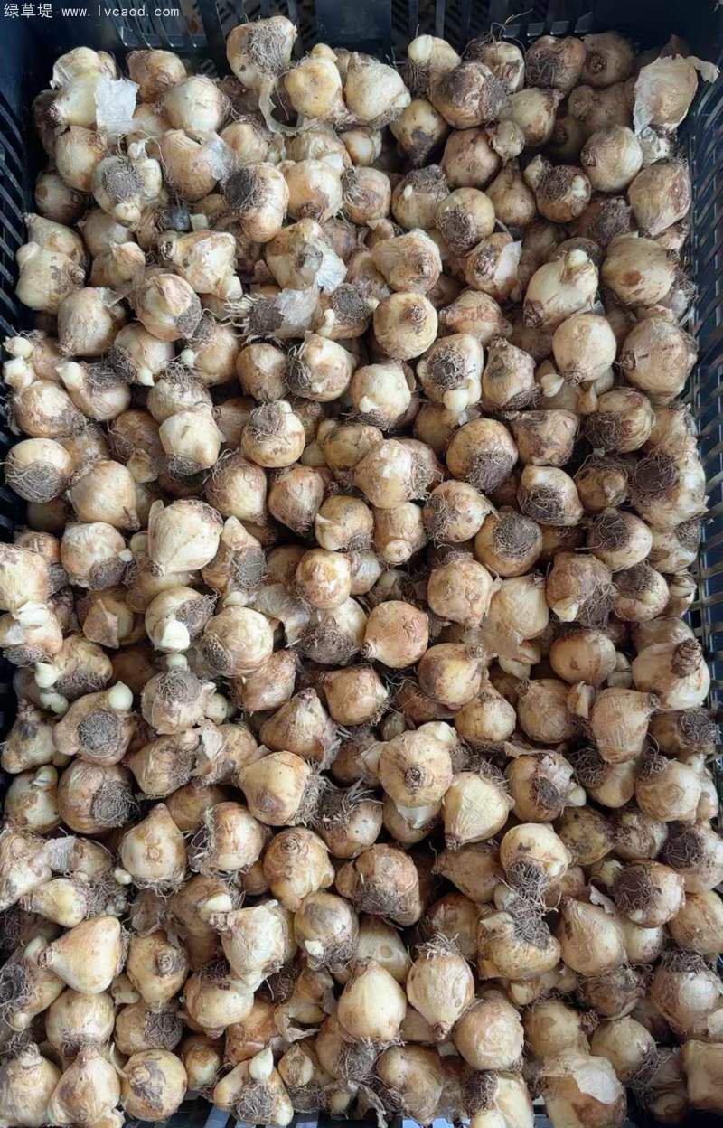 葡萄風信子種球種根