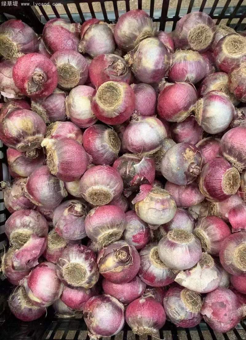 風信子種球種根