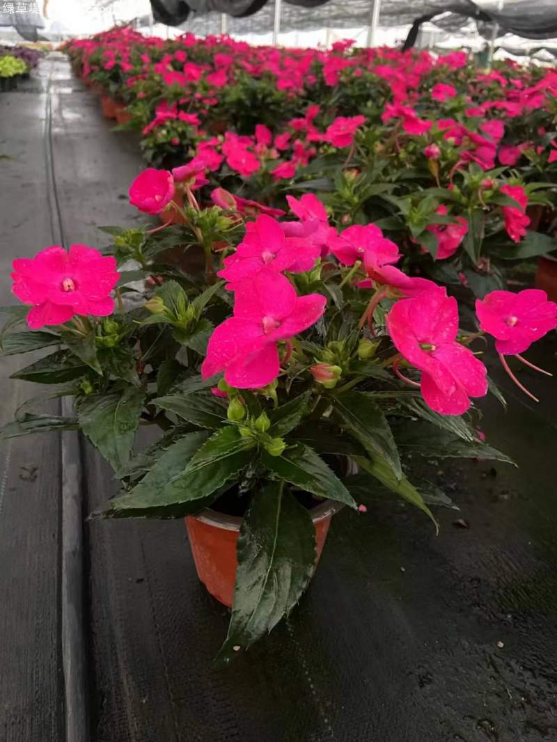鳳仙花盆栽容器苗