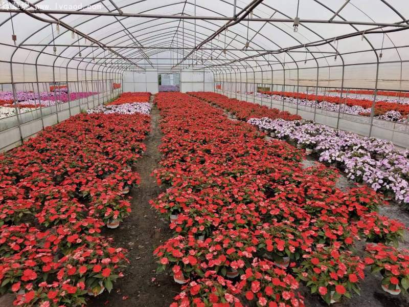 鳳仙花盆栽容器苗