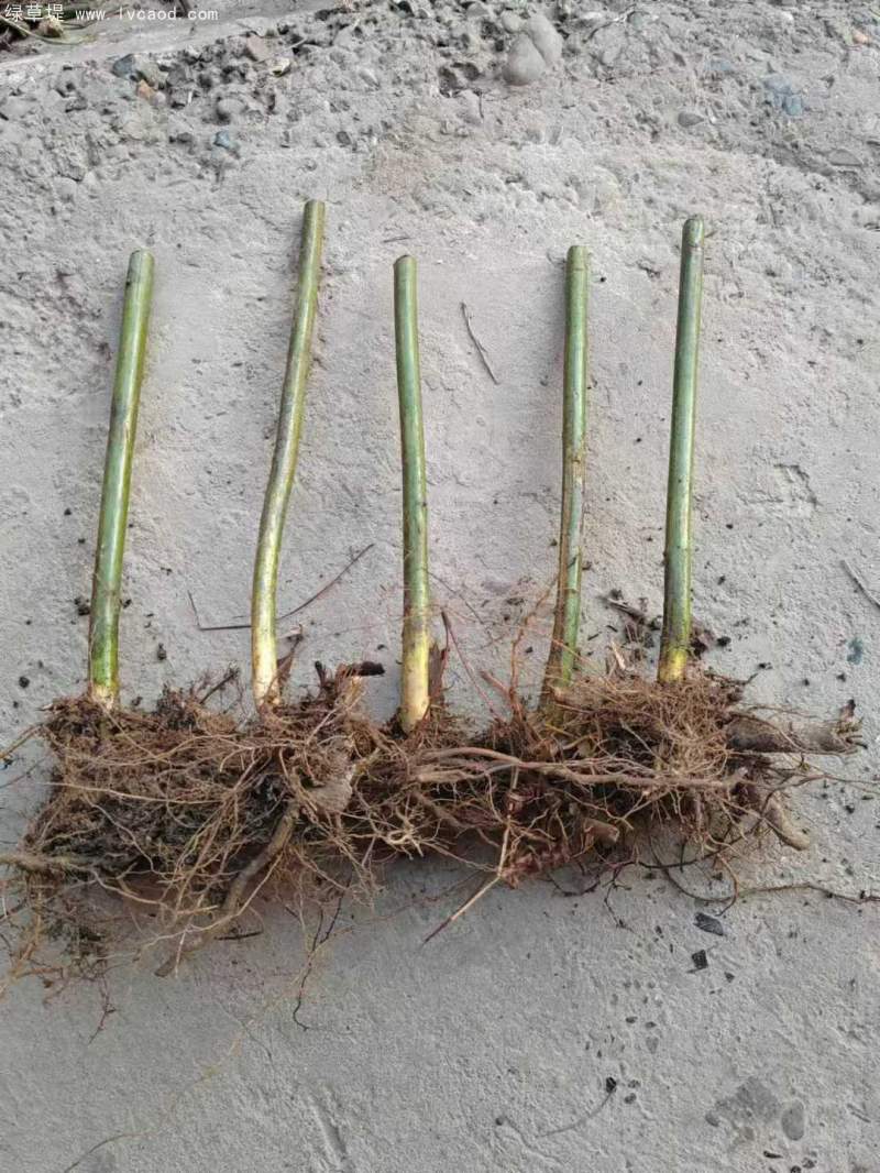 覆盆子樹桿根系