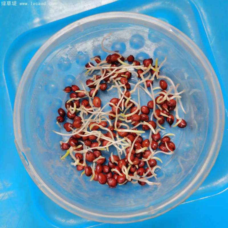 高丹草種子發(fā)芽實(shí)驗(yàn)過程