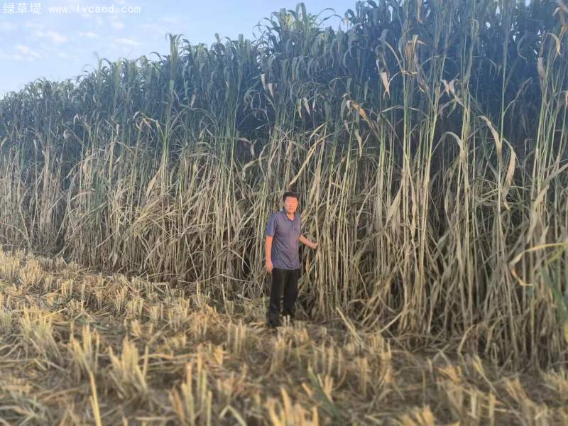 甜高粱葉片植株桿徑