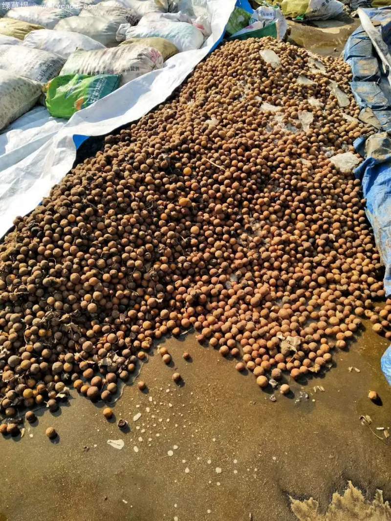 枳殼種子橘子種子野枸橘