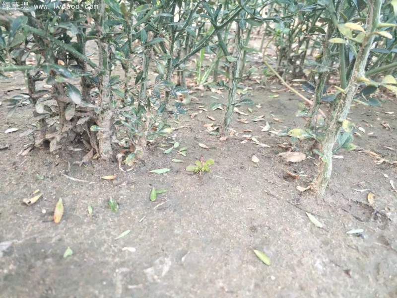 枳殼橘子野枸橘小苗