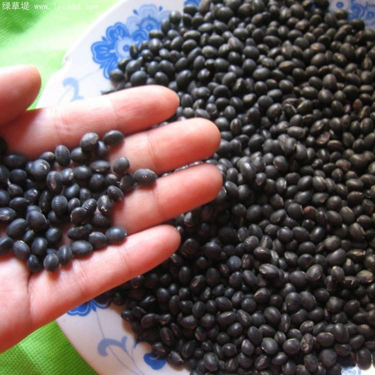 黑豆種子