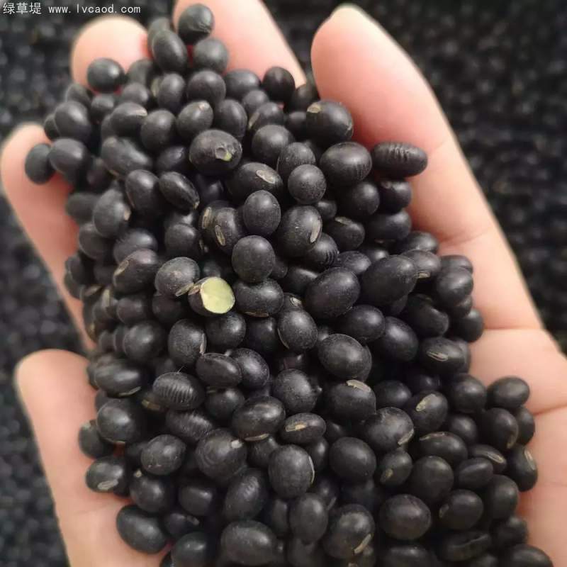 黑豆種子
