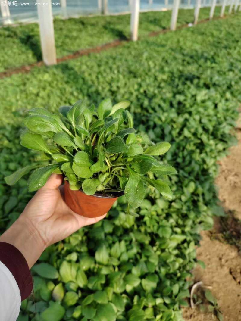 黑心菊盆栽杯苗