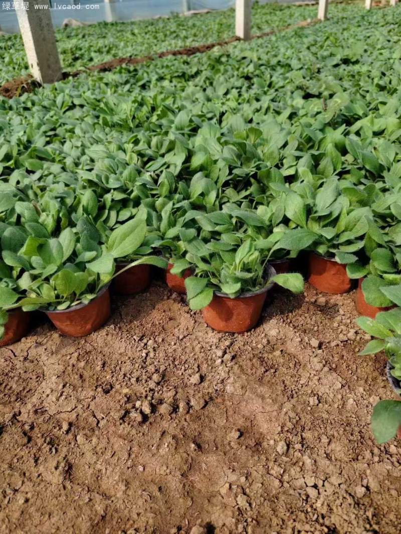 黑心菊盆栽杯苗