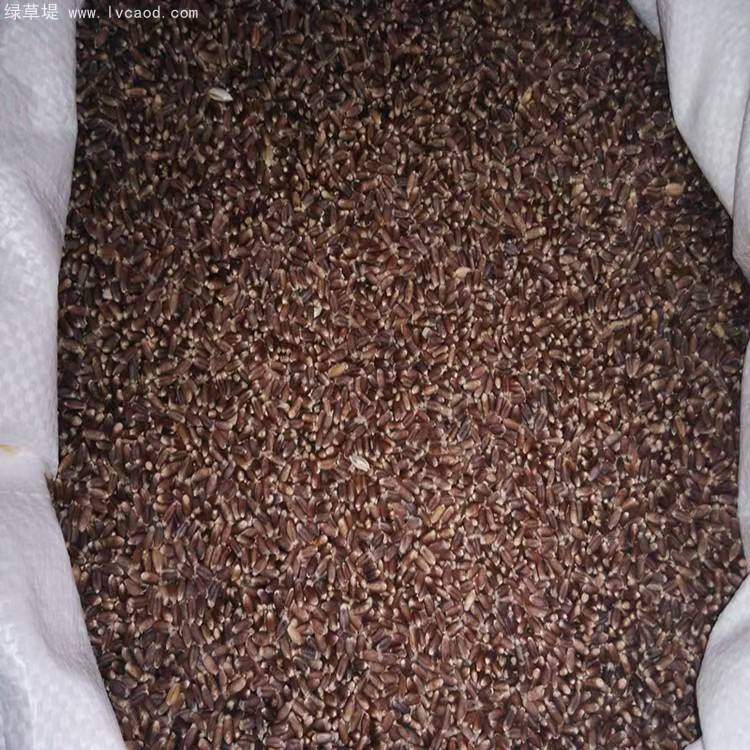 黑小麥種子