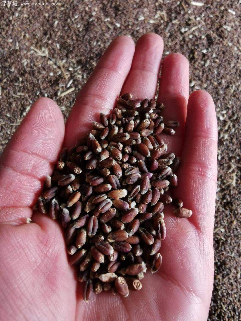 黑小麥種子