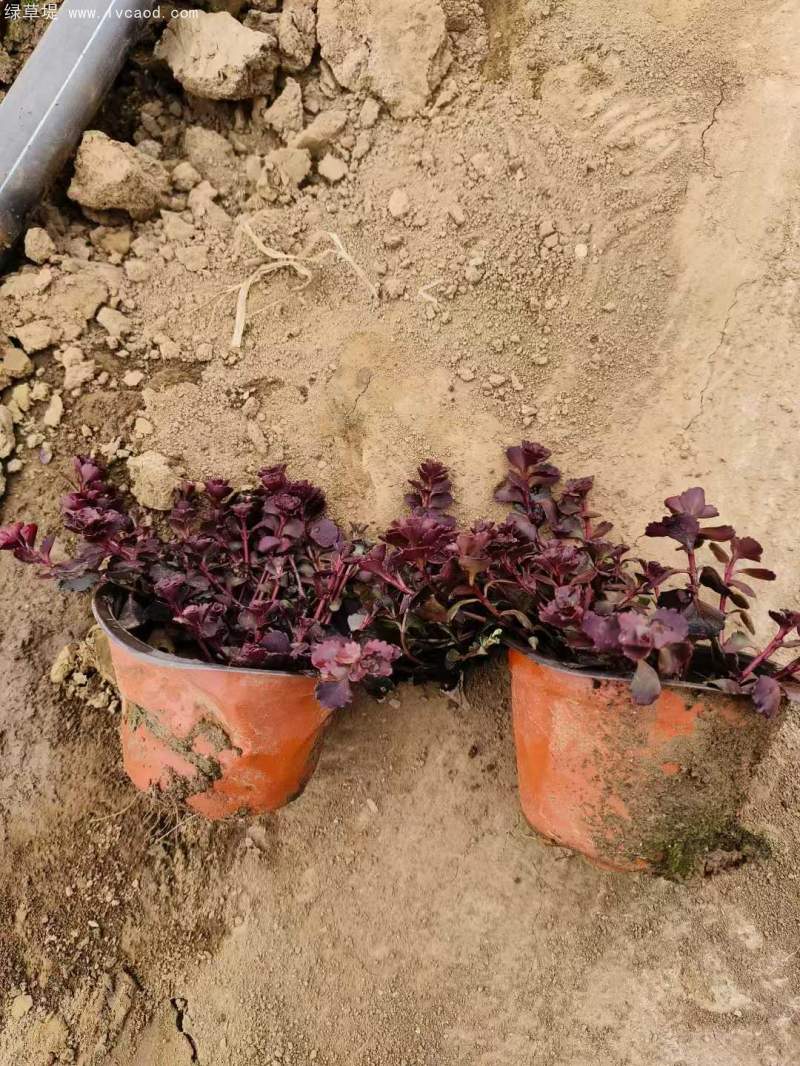 紅景天盆栽杯苗