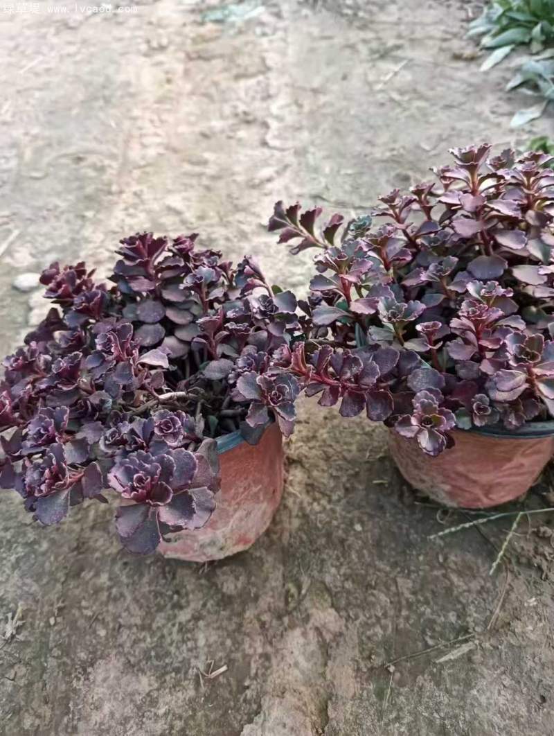 紅景天盆栽杯苗