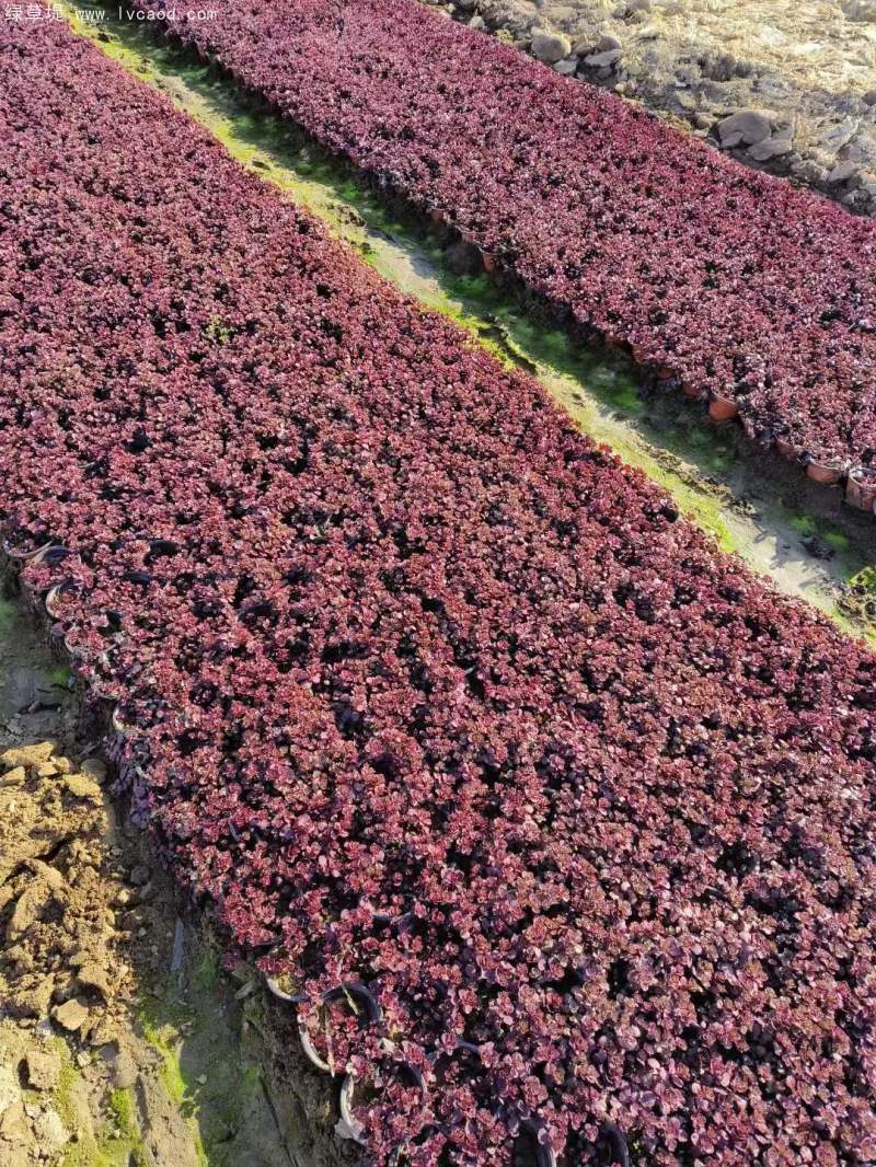 紅景天盆栽杯苗