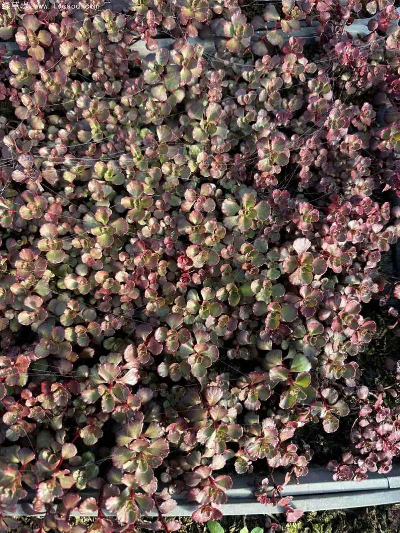 紅景天盆栽杯苗方盤托盤