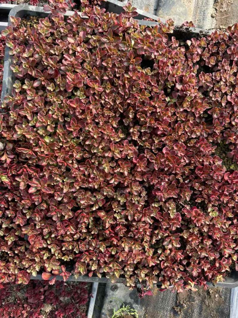 紅景天盆栽杯苗方盤托盤