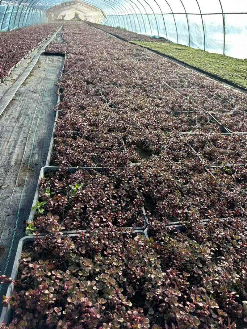 紅景天盆栽杯苗方盤托盤