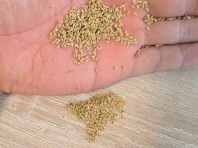 覆盆子種子樹苗