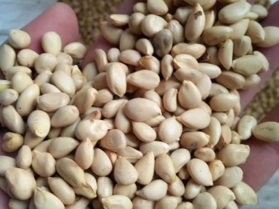 枳殼種子積殼種子